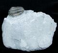 Bargain Flexicalymene Trilobite - D #3886-1